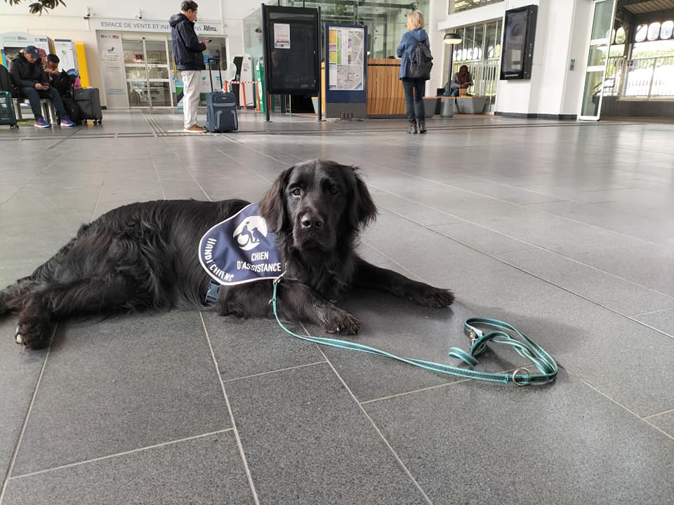 CHIENNE D'ASSISTANCE DE CHARLOTTE, ALLONGÉE SUR LE SOL DE LA GARE