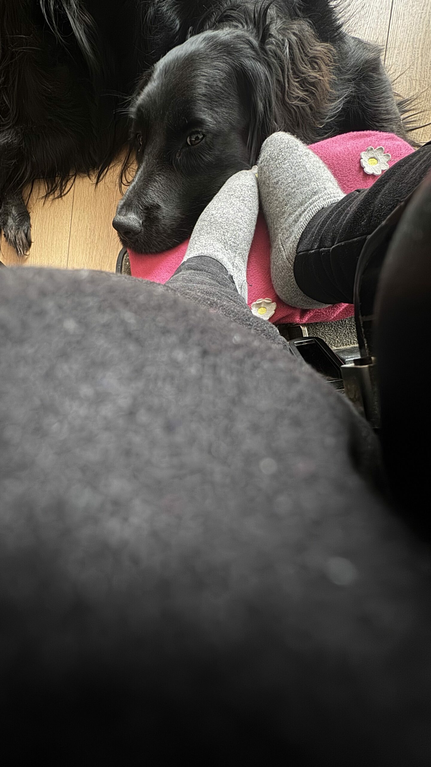 Photo du chien de Charlotte, la tête posée sur la bouillotte sous ses pieds